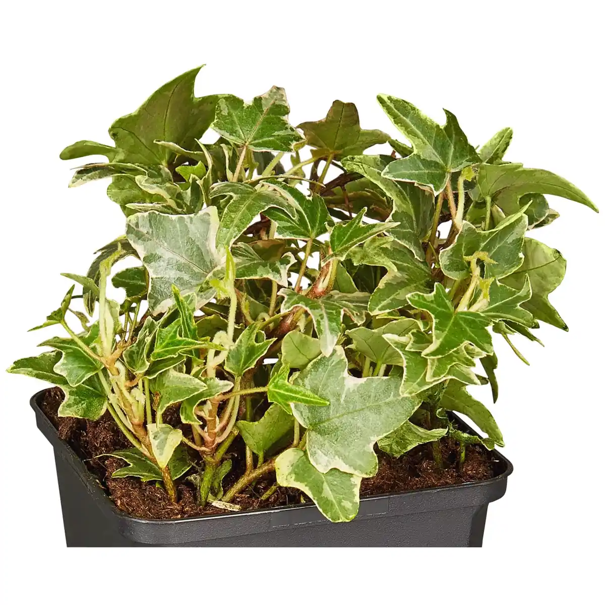 Bild 4 von Gartenkrone Efeu, Hedera helix »Little Diamond«, winterhart