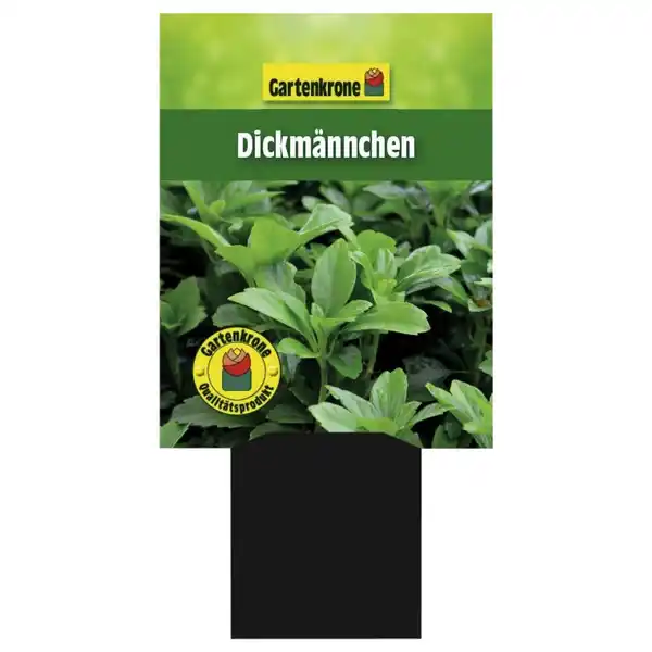 Bild 3 von Gartenkrone Schattengrün, Pachysandra terminalis, Blattfarbe: grün, Blüte: weiß