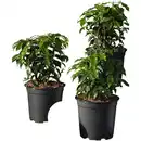 Bild 1 von Portugiesische Lorbeerkirsche, Prunus lusitanica »Angustifolia«, Blätter: grün, Blüten: weiß