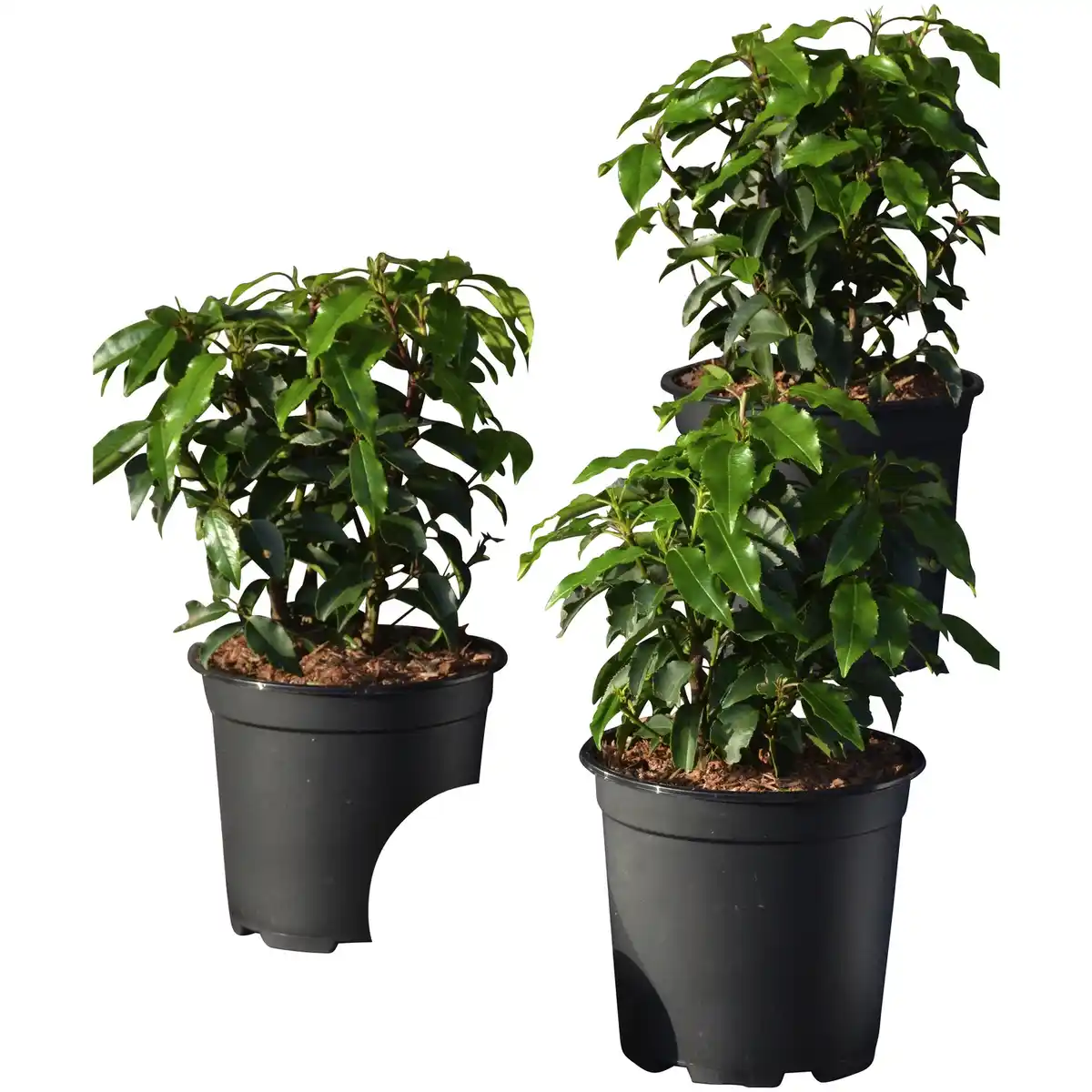 Bild 1 von Portugiesische Lorbeerkirsche, Prunus lusitanica »Angustifolia«, Blätter: grün, Blüten: weiß