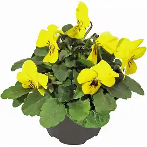 Hornveilchen verschiedene Farben Topf-Ø ca. 9 cm Viola cornuta