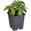 Bild 1 von Gartenkrone Schattengrün, Pachysandra terminalis »Compacta«, weiß, winterhart