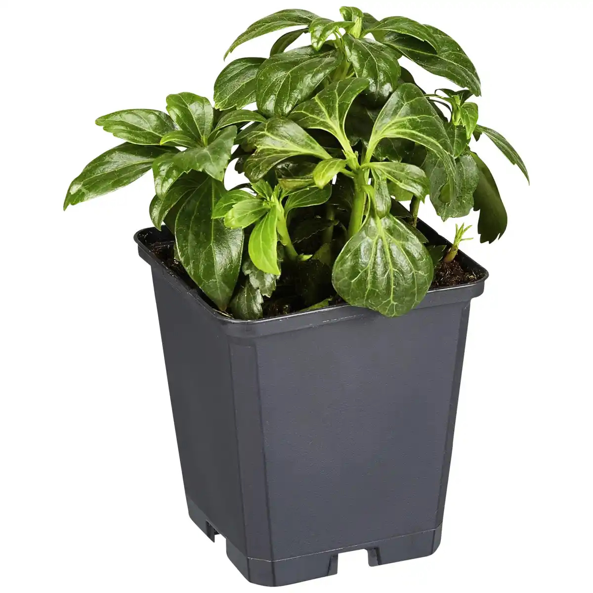 Bild 1 von Gartenkrone Schattengrün, Pachysandra terminalis »Compacta«, weiß, winterhart