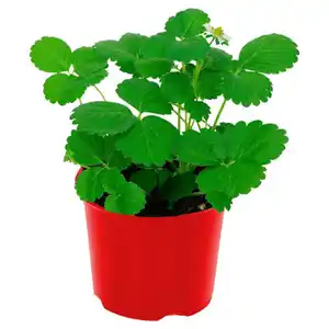 GARDENLINE Erdbeerpflanzen, Elsanta