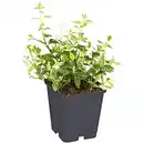 Bild 1 von Gartenkrone Spindelstrauch, Euonymus fortunei »Harlequin«, weiß, winterhart