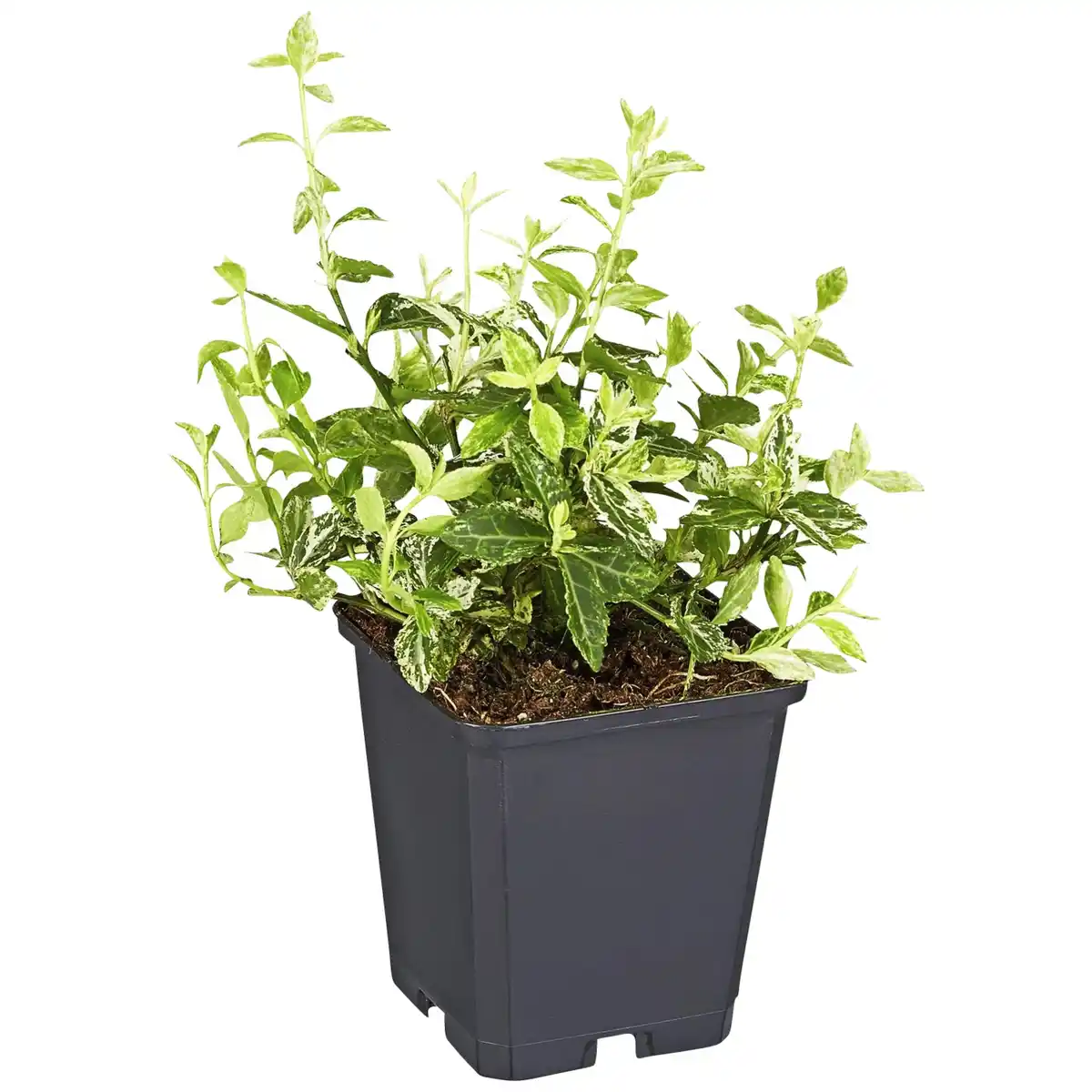 Bild 1 von Gartenkrone Spindelstrauch, Euonymus fortunei »Harlequin«, weiß, winterhart