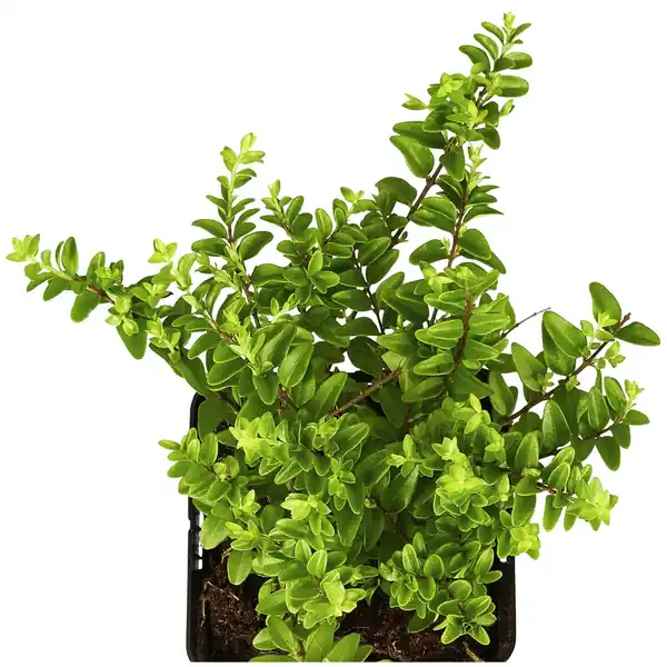 Bild 2 von Gartenkrone Geißblatt, Lonicera nitida »Maigrün«, Blätter: grün, Blüten: creme