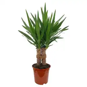 GARDENLINE Yucca