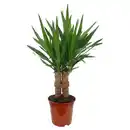 Bild 1 von GARDENLINE Yucca