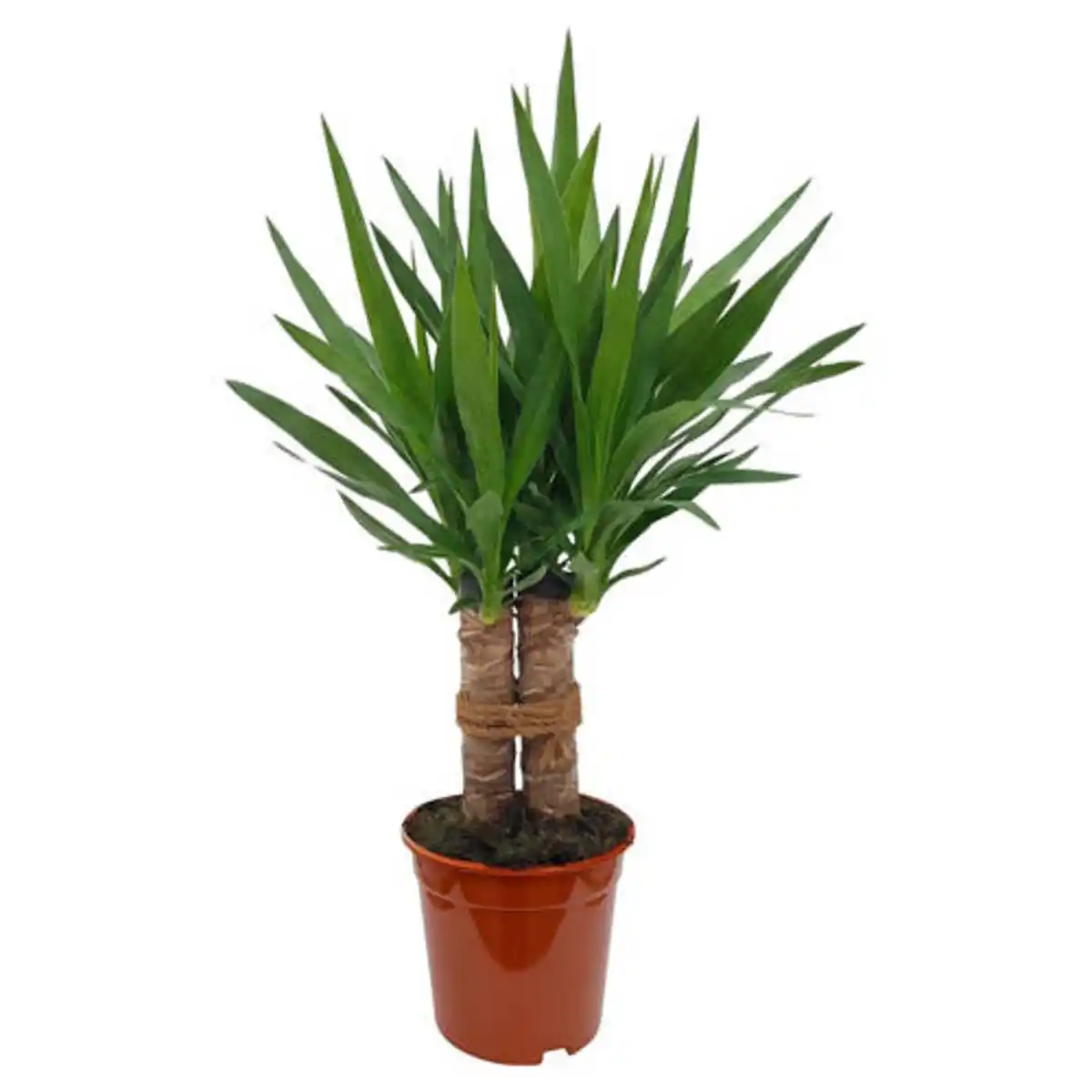 Bild 1 von GARDENLINE Yucca