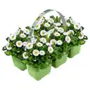 Bild 1 von GARDENLINE Violen und Bellis 6er-Tray, Bellis