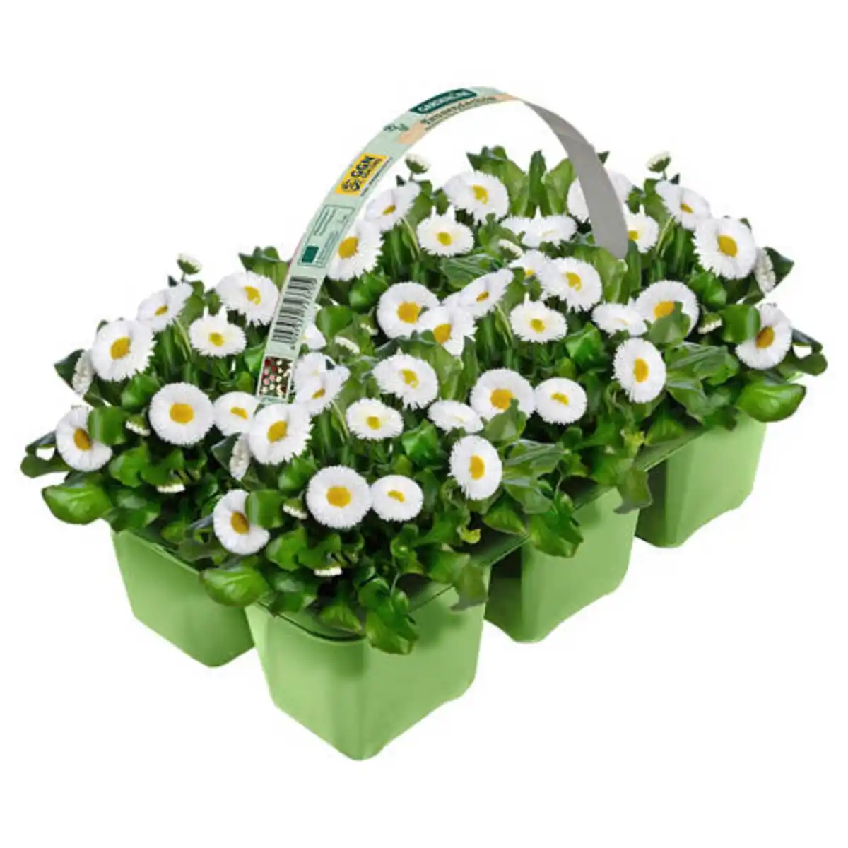 Bild 1 von GARDENLINE Violen und Bellis 6er-Tray, Bellis
