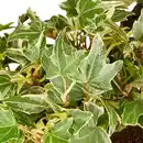 Bild 3 von Gartenkrone Efeu, Hedera helix »Little Diamond«, winterhart