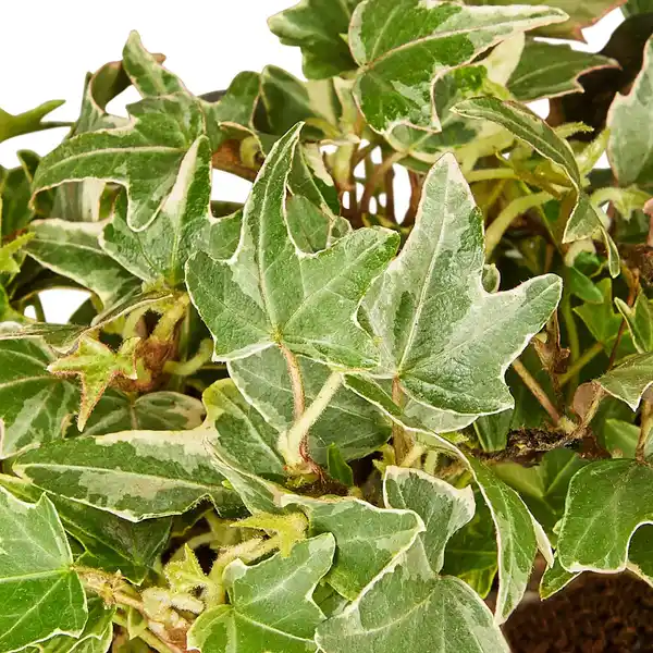 Bild 3 von Gartenkrone Efeu, Hedera helix »Little Diamond«, winterhart