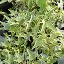 Bild 2 von Gartenkrone Efeu, Hedera helix »Little Diamond«, winterhart