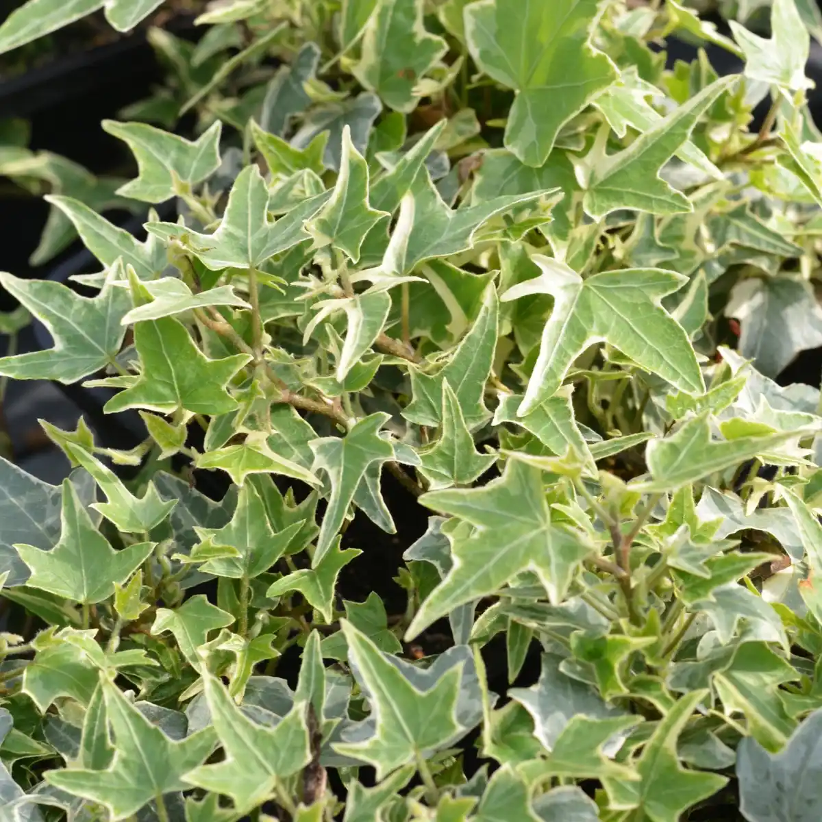Bild 2 von Gartenkrone Efeu, Hedera helix »Little Diamond«, winterhart