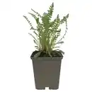 Bild 1 von GARDENLINE Bio Stauden Mix, Wiesen-Schafgar
