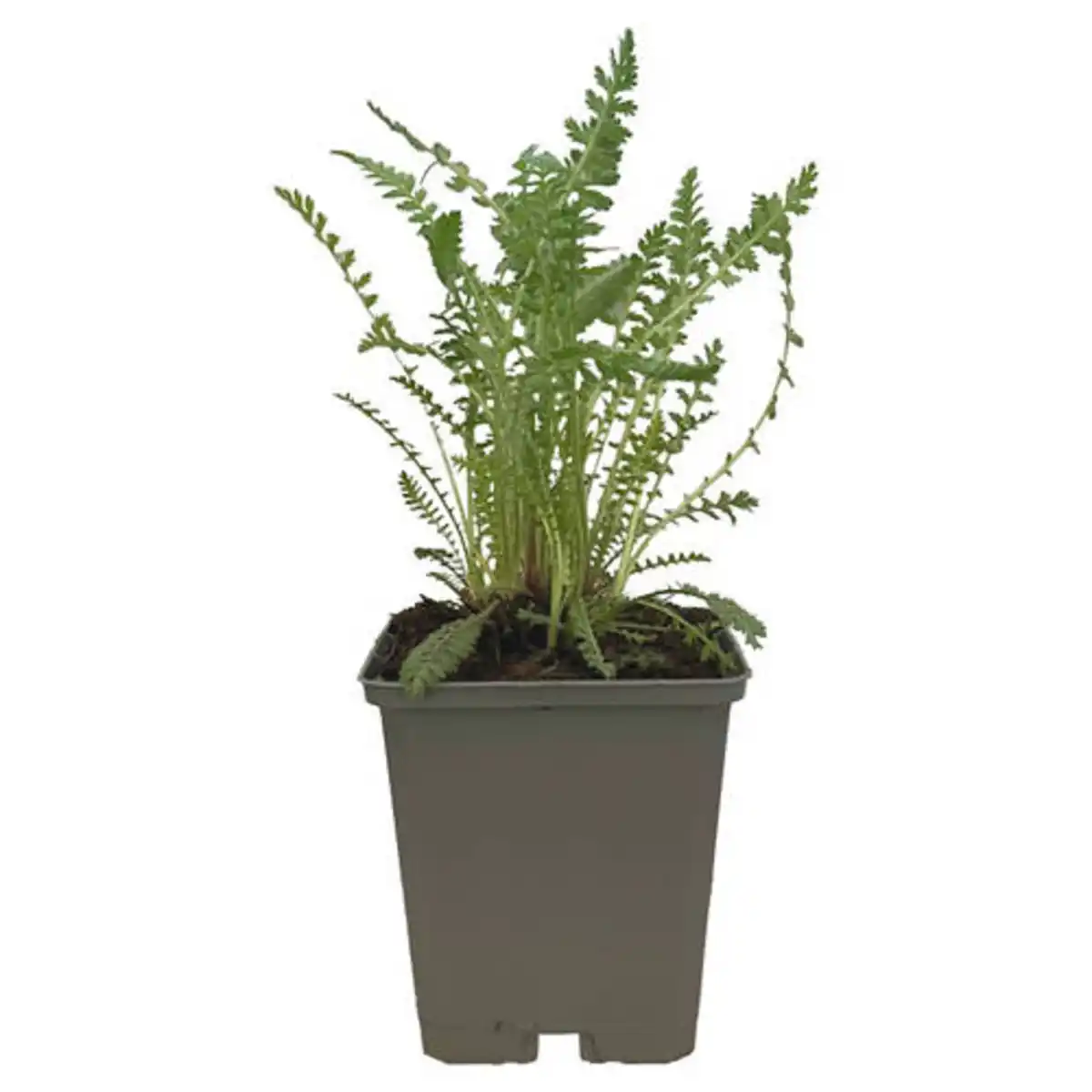 Bild 1 von GARDENLINE Bio Stauden Mix, Wiesen-Schafgar