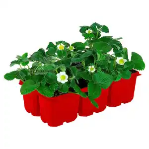 GARDENLINE Erdbeerpflanzen 6er-Tray, Elsanta