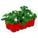 Bild 1 von GARDENLINE Erdbeerpflanzen 6er-Tray, Elsanta