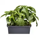 Bild 3 von Gartenkrone Schattengrün, Pachysandra terminalis »Compacta«, weiß, winterhart