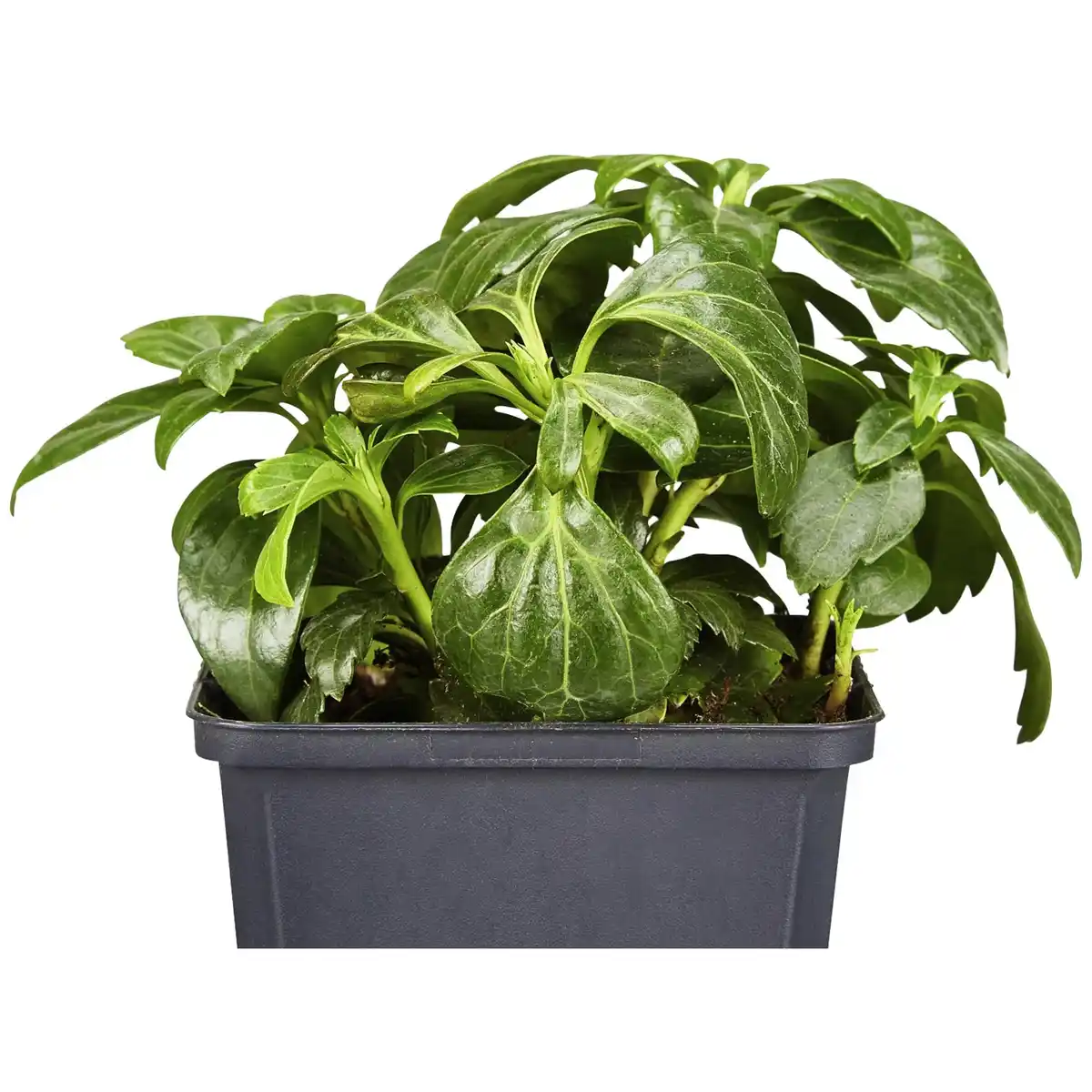 Bild 3 von Gartenkrone Schattengrün, Pachysandra terminalis »Compacta«, weiß, winterhart