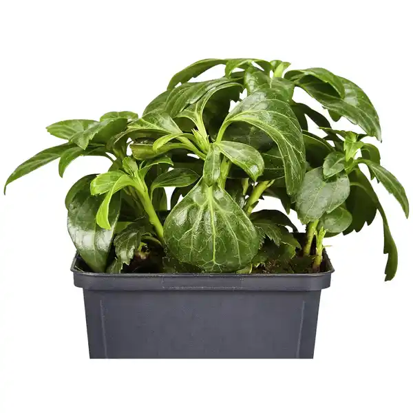 Bild 3 von Gartenkrone Schattengrün, Pachysandra terminalis »Compacta«, weiß, winterhart