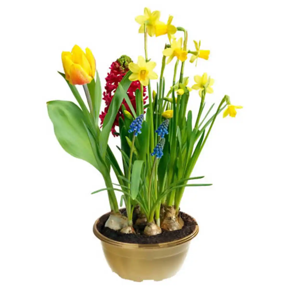 Bild 1 von GARDENLINE Frühlingsgarten