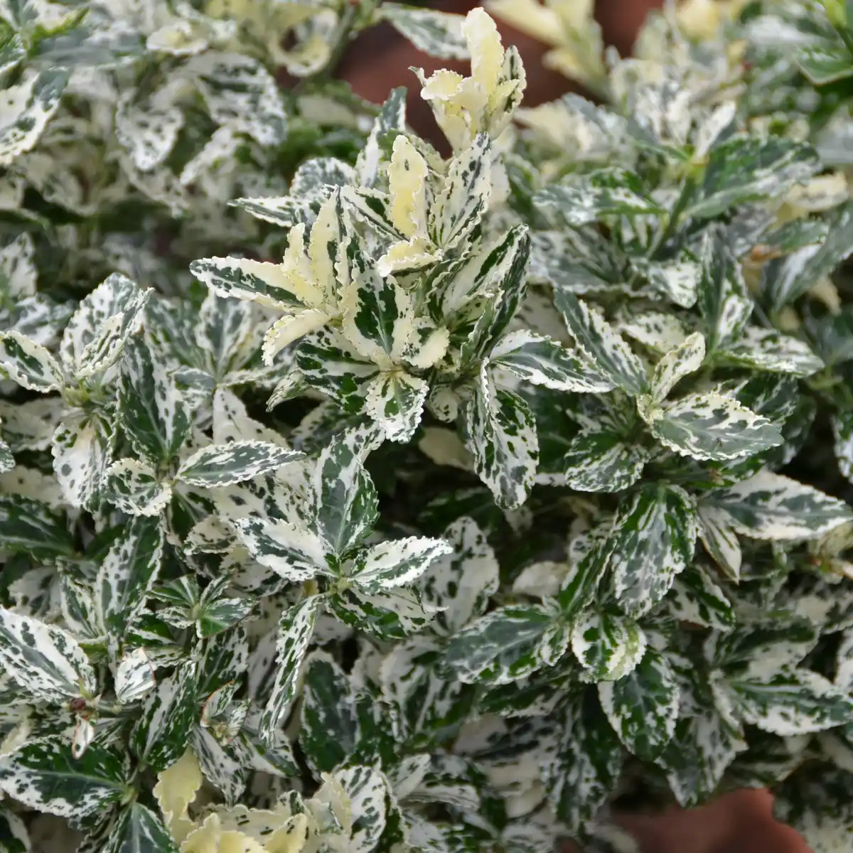 Bild 2 von Gartenkrone Spindelstrauch, Euonymus fortunei »Harlequin«, weiß, winterhart