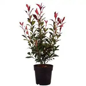 Gartenkrone Mispel, Photinia fraseri 'Carré Rouge'