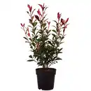 Bild 1 von Gartenkrone Mispel, Photinia fraseri 'Carré Rouge'