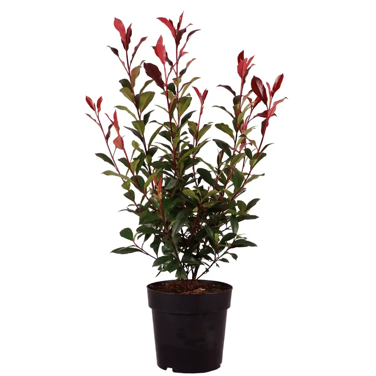 Bild 1 von Gartenkrone Mispel, Photinia fraseri 'Carré Rouge'