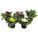 Bild 1 von Primel, Primula acaulis, Blütenfarbe: mehrfarbig