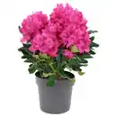 Bild 1 von GARDENLINE Rhododendron Busch