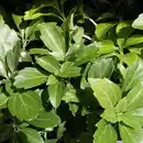 Bild 2 von Gartenkrone Schattengrün, Pachysandra terminalis »Compacta«, weiß, winterhart