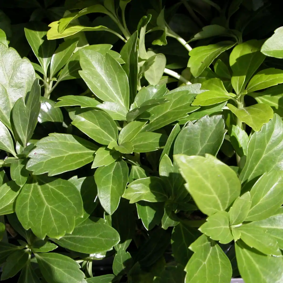 Bild 2 von Gartenkrone Schattengrün, Pachysandra terminalis »Compacta«, weiß, winterhart