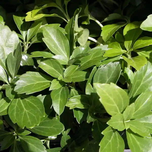 Bild 2 von Gartenkrone Schattengrün, Pachysandra terminalis »Compacta«, weiß, winterhart