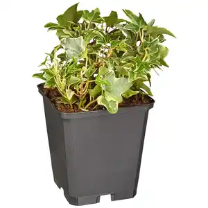 Gartenkrone Efeu, Hedera helix »Little Diamond«, winterhart