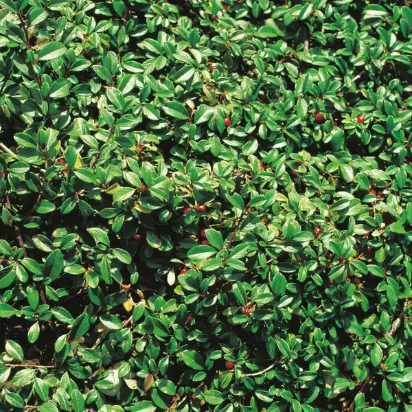 Bild 2 von Gartenkrone Zwergmispel, Cotoneaster dammeri »Radicans«, weiß, winterhart