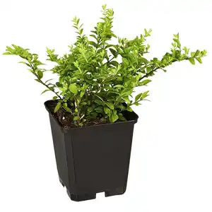 Gartenkrone Geißblatt, Lonicera nitida »Maigrün«, Blätter: grün, Blüten: creme