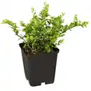 Bild 1 von Gartenkrone Geißblatt, Lonicera nitida »Maigrün«, Blätter: grün, Blüten: creme