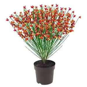 GARDENLINE Edelginster Lena