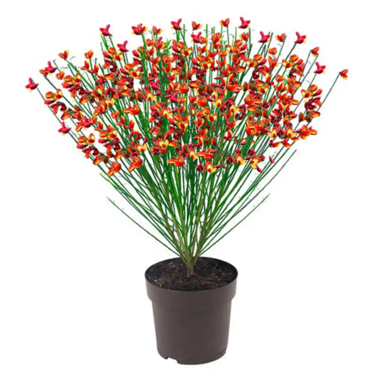 Bild 1 von GARDENLINE Edelginster Lena