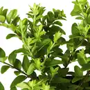 Bild 3 von Gartenkrone Geißblatt, Lonicera nitida »Maigrün«, Blätter: grün, Blüten: creme