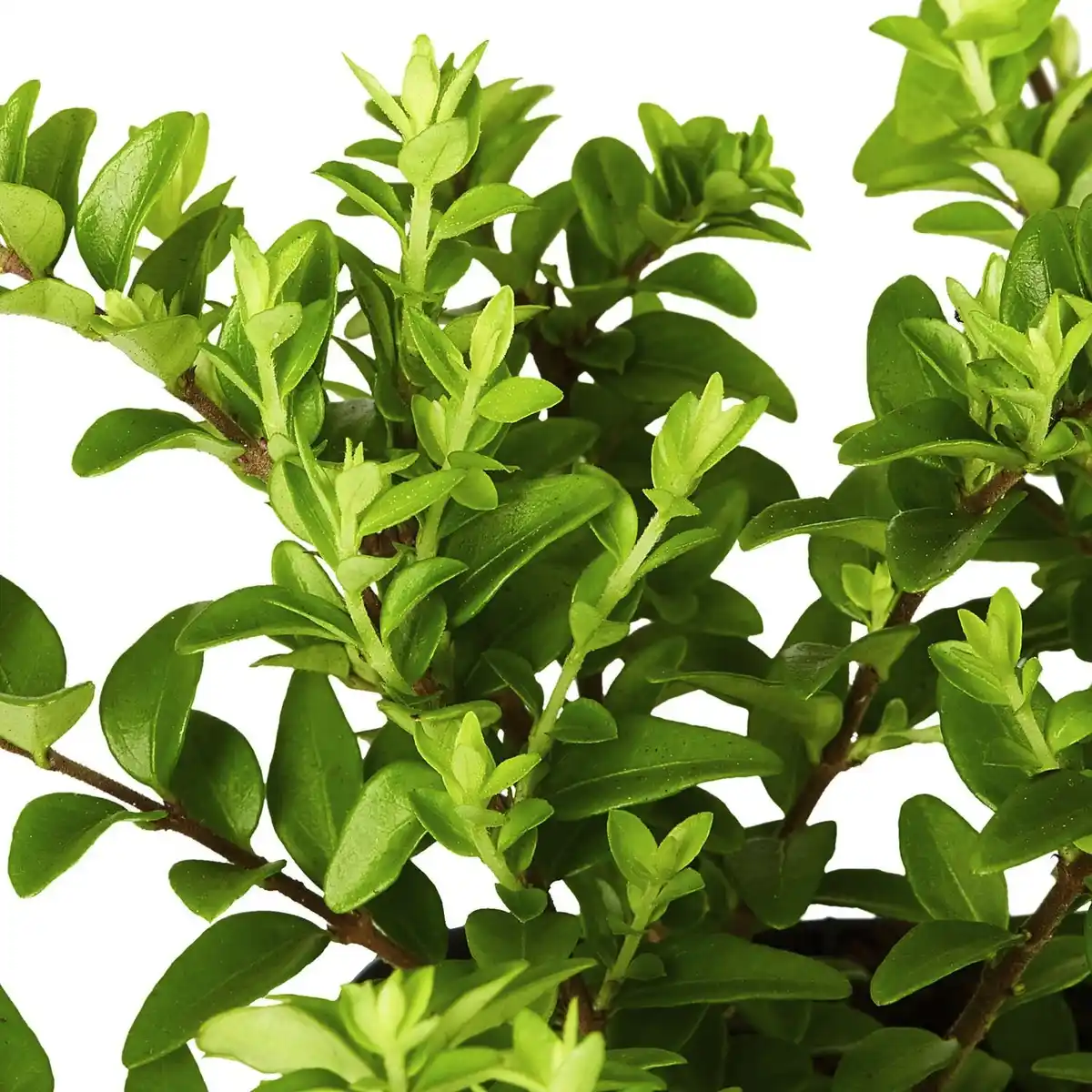 Bild 3 von Gartenkrone Geißblatt, Lonicera nitida »Maigrün«, Blätter: grün, Blüten: creme