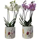 Bild 1 von Orchidee „Phalaenopsis“