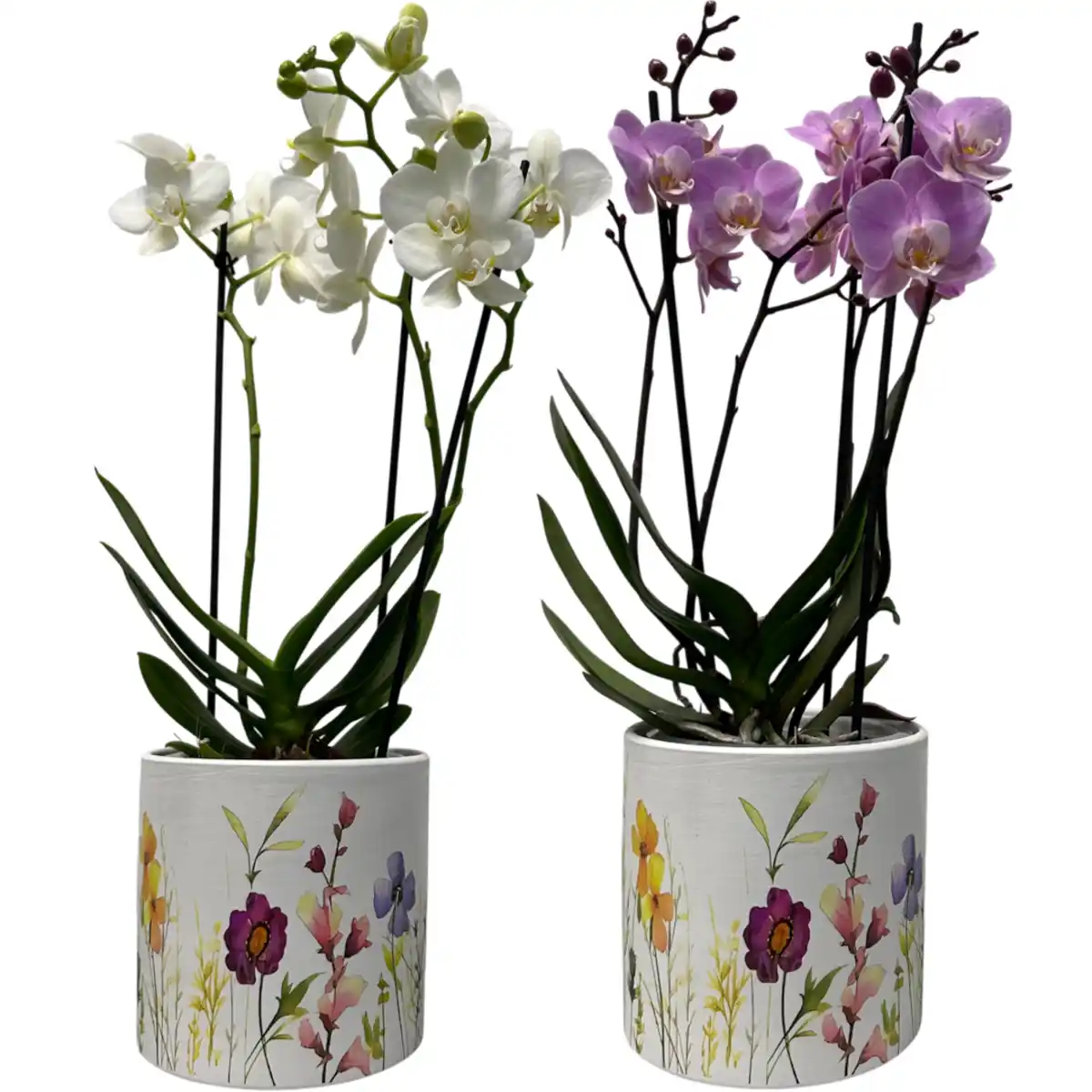 Bild 1 von Orchidee „Phalaenopsis“