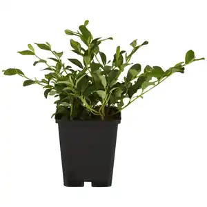 Gartenkrone Zwergmispel, Cotoneaster dammeri »Radicans«, weiß, winterhart