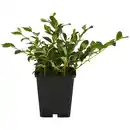 Bild 1 von Gartenkrone Zwergmispel, Cotoneaster dammeri »Radicans«, weiß, winterhart