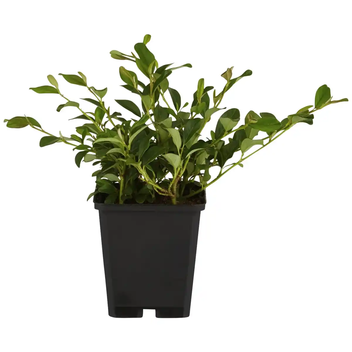 Bild 1 von Gartenkrone Zwergmispel, Cotoneaster dammeri »Radicans«, weiß, winterhart